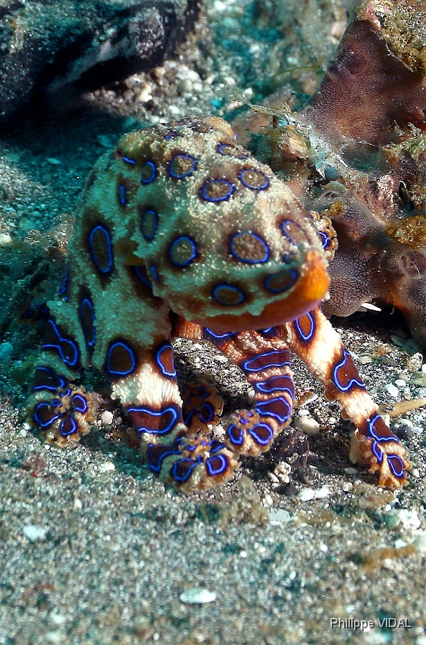 Bali 2016 - Blue ringed Octopus - Poulpe a anneaux bleus - Hapalochlaena maculosa - IMG_6060_rc.jpg